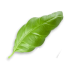 leaves_3.png